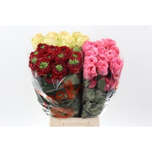R Gr Assorti Mixed Box 50cm CO