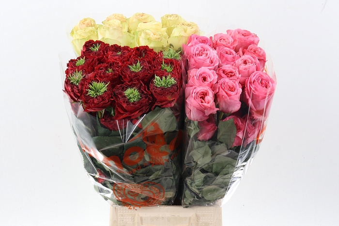 R Gr Assorti Mixed Box 50cm CO