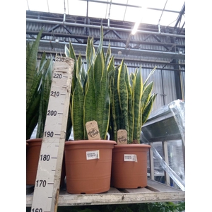 Sansevieria trifa. 'Laurentii'