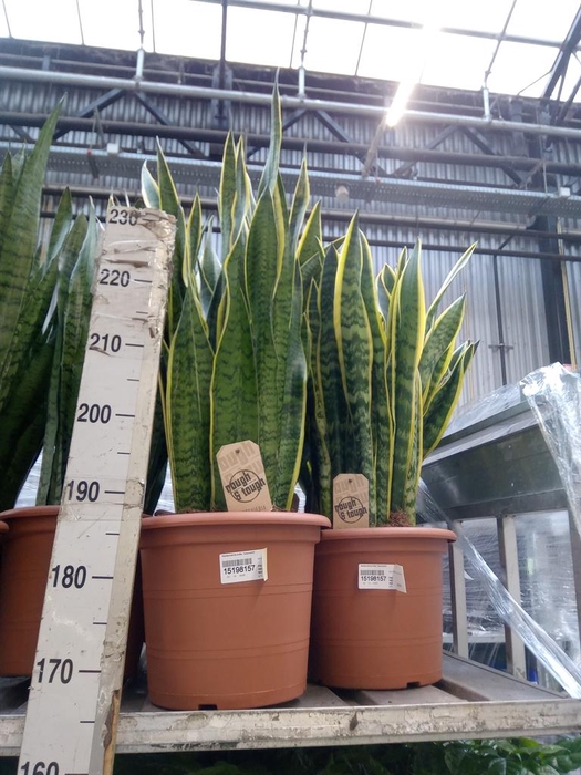 <h4>Sansevieria trifa. 'Laurentii'</h4>