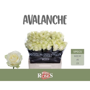Rosa GR 'Avalanche'