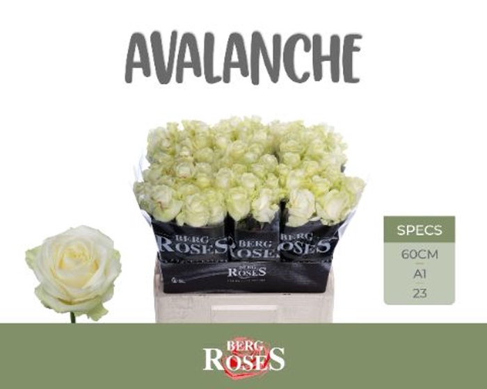 <h4>ROSA GR 'AVALANCHE'</h4>
