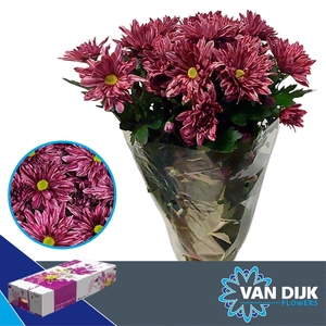 Chr T Stellini scenza