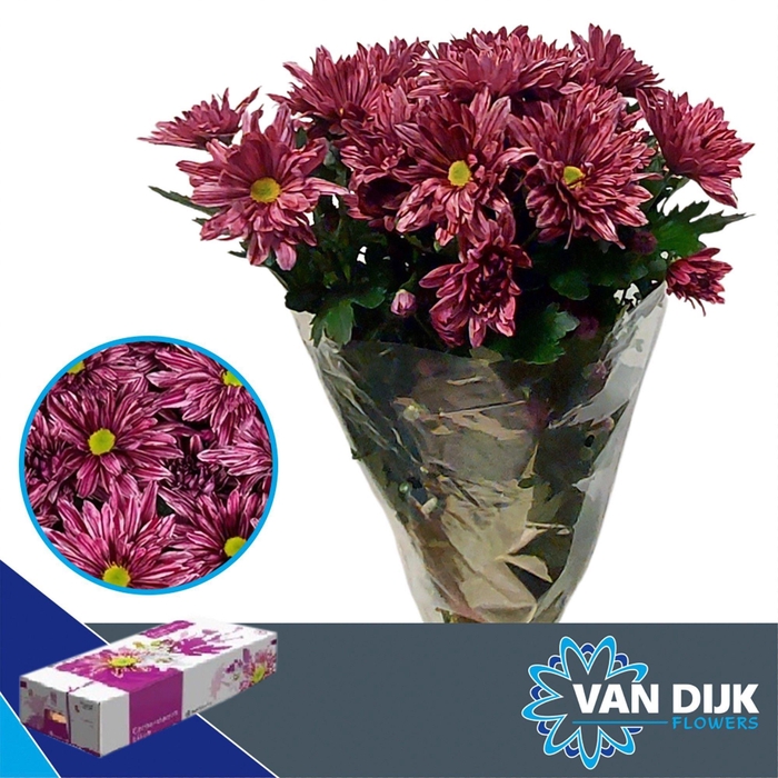 <h4>Chr T Stellini scenza</h4>