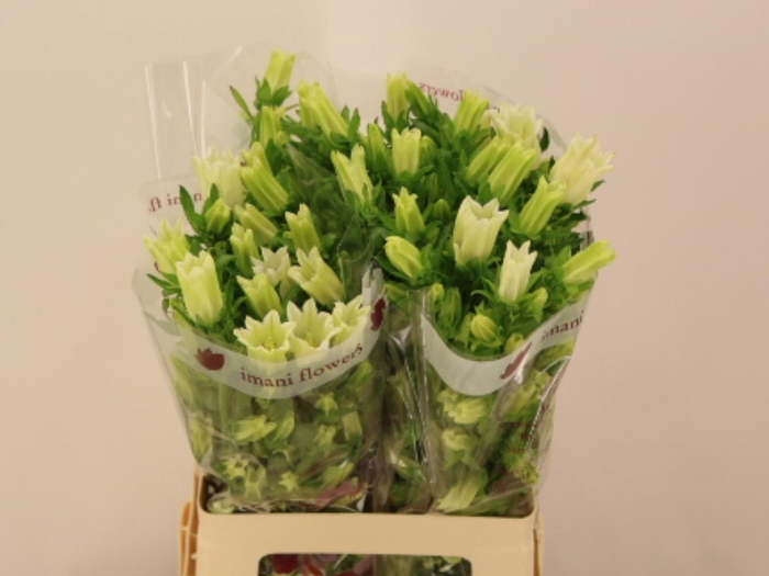 <h4>CAMP M CHAMPION WHIT</h4>