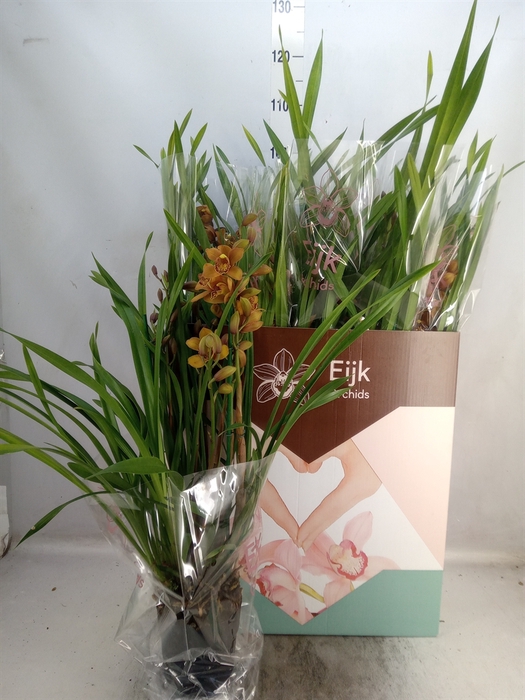 <h4>Cymbidium   ...</h4>