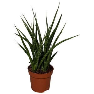 Sansevieria Fernwood