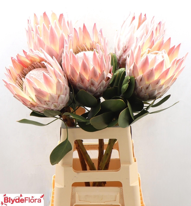 <h4>PROTEA CYNAROIDES</h4>