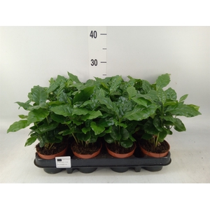 Coffea arabica