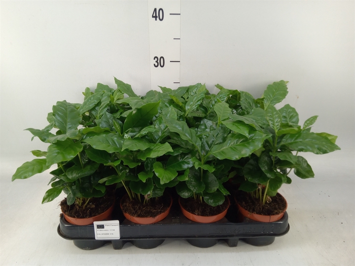 <h4>Coffea arabica</h4>