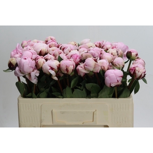 Paeonia Reine Hortense