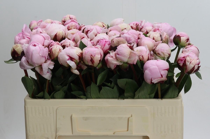 <h4>Paeonia Reine Hortense</h4>