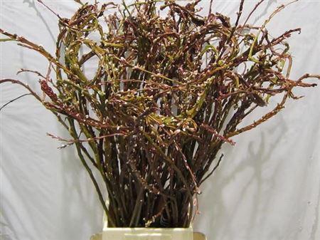<h4>Salix Sekka Bandwilg</h4>