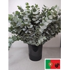 EUC CINEREA PER STEEL -PT-