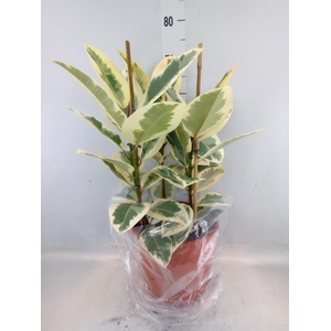 Ficus elastica 'Tineke'