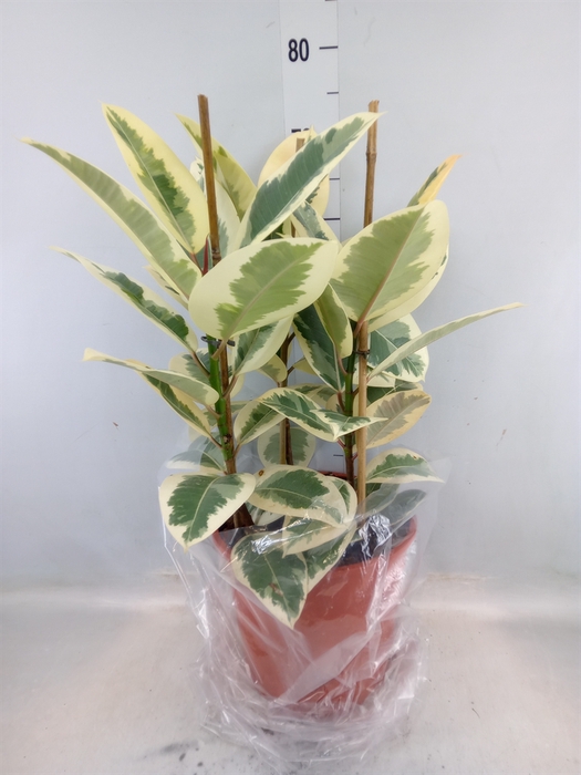 <h4>Ficus elastica 'Tineke'</h4>