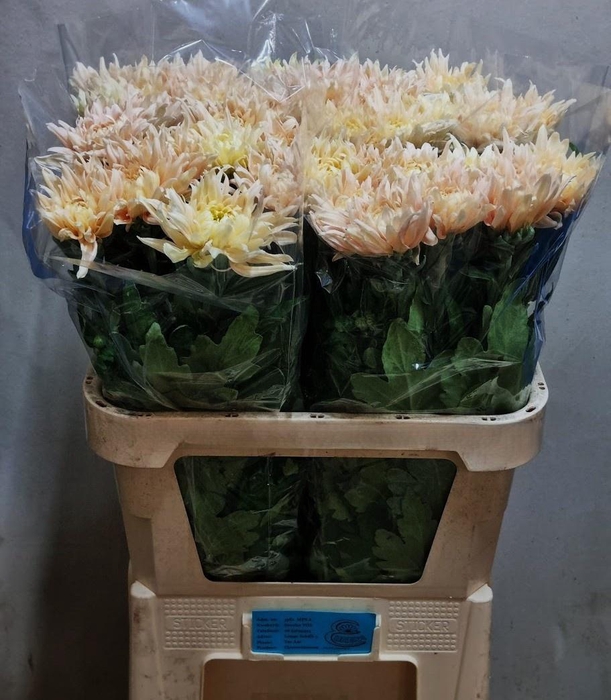 <h4>CHR G AVIGNON</h4>