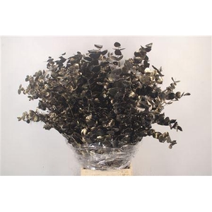 Euca Cinerea Met. Ant. Black Per Bunch