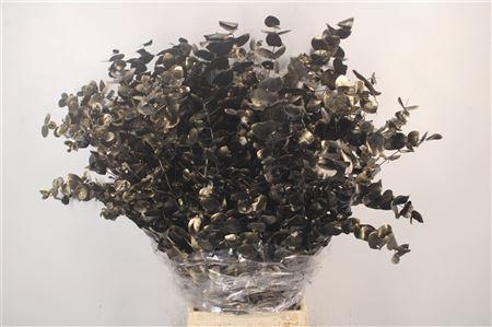 <h4>Euca Cinerea Met. Ant. Black Per Bunch</h4>