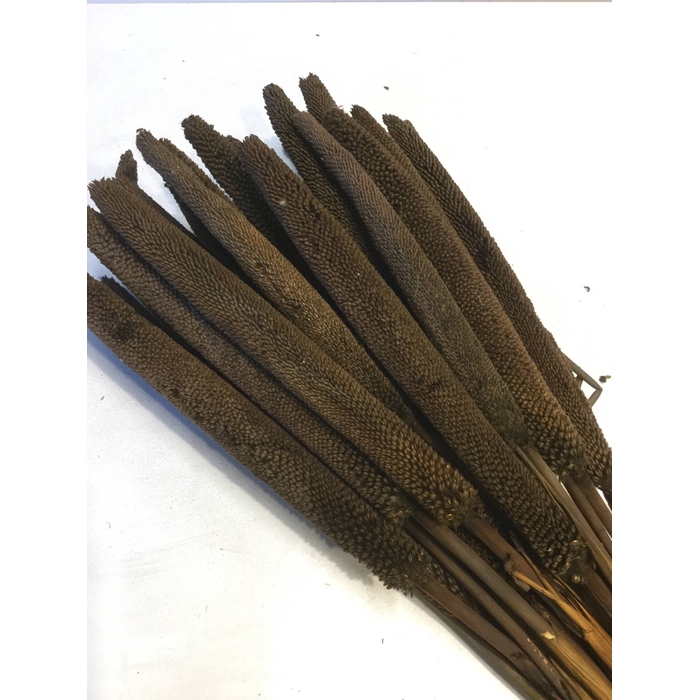 <h4>DRIED FLOWERS - BABALA BRUIN 30ST</h4>