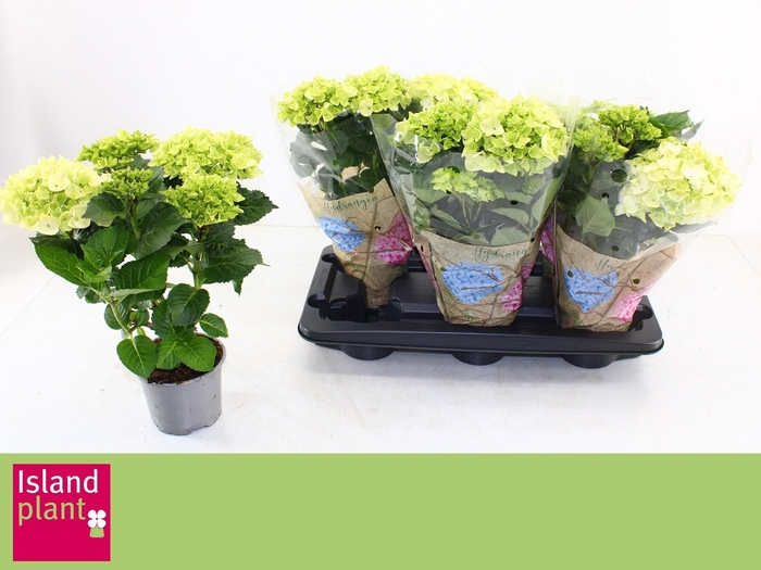 <h4>HYDR M HI WHITE SUN</h4>