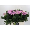 Dahlia Sweet Suprise