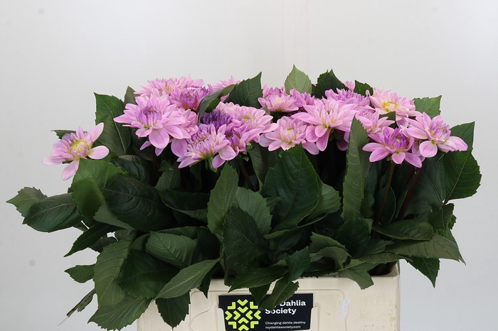 <h4>Dahlia Sweet Suprise</h4>