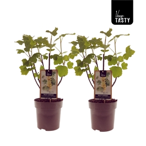Ribes Witte Parel