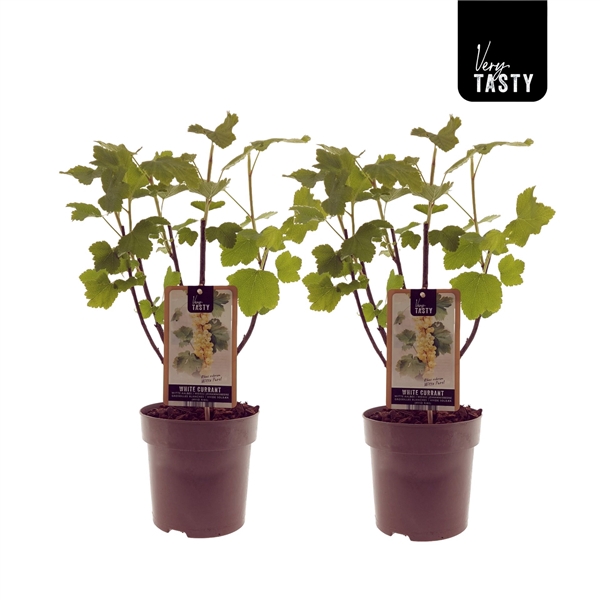 <h4>Ribes Witte Parel</h4>