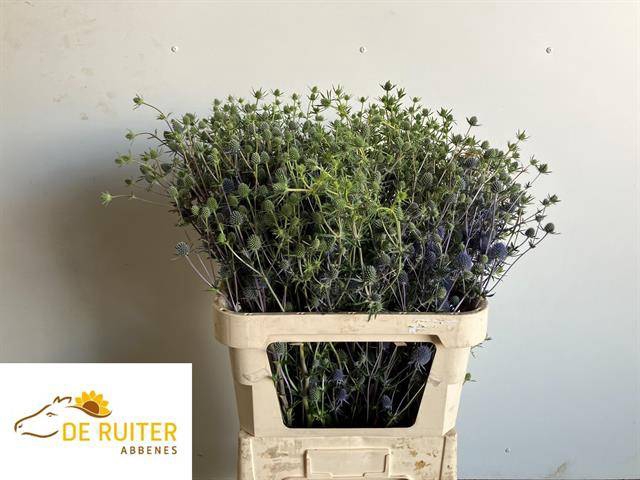 <h4>Eryng Planum De Ruiter</h4>