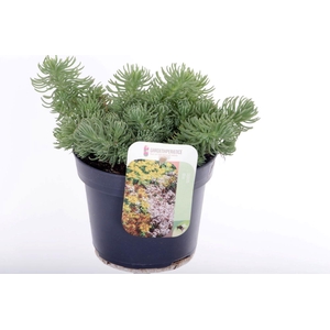 Sedum forsterianum Oracle