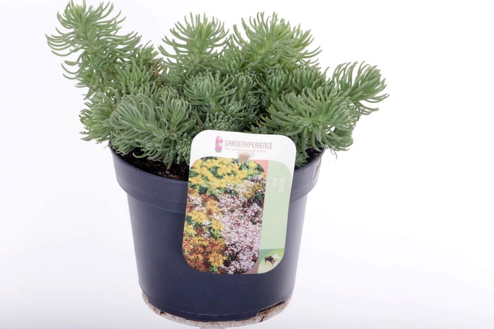 <h4>Sedum forsterianum Oracle</h4>