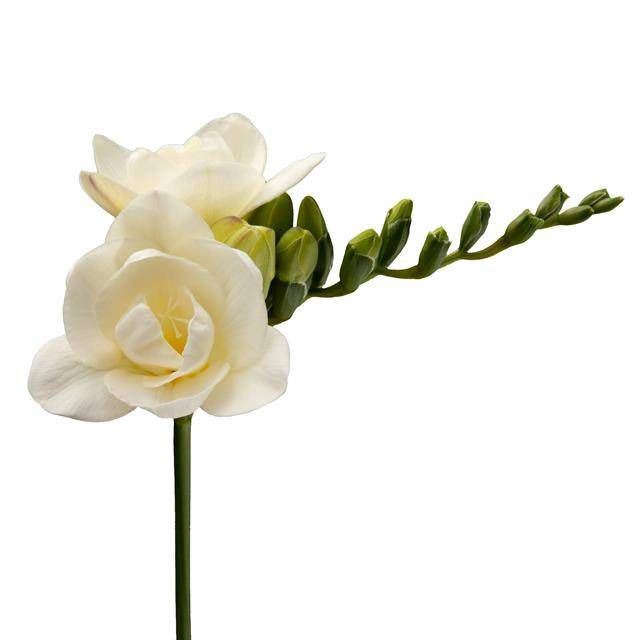<h4>Freesia du Tiffany</h4>