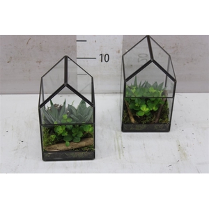 Gh12aut Terrarium Glashouse Mini Groenmix