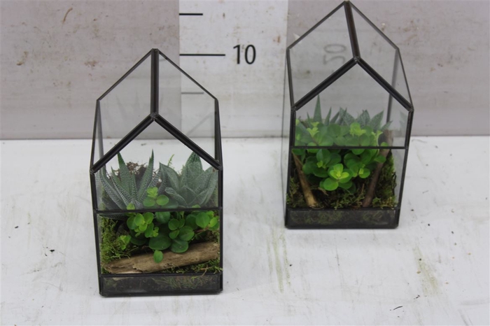 <h4>Gh12aut Terrarium Glashouse Mini Groenmix</h4>