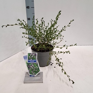 Ceanothus impressus Victoria