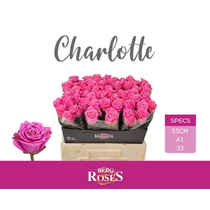 R GR CHARLOTTE