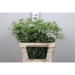 Ammi Majus