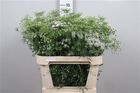 <h4>Ammi Majus</h4>