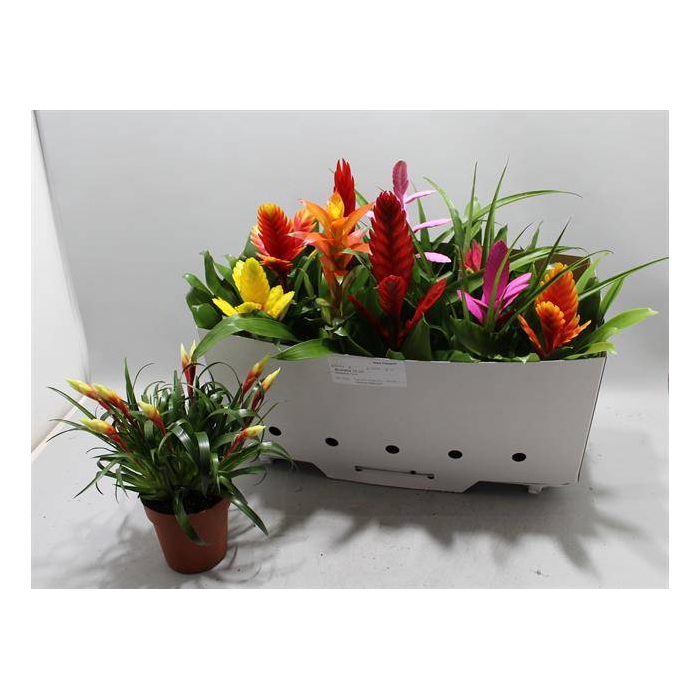 <h4>Bromelia mix 12Ø 35cm</h4>