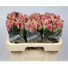 R Gr Belle Rose X10