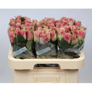 R Gr Belle Rose