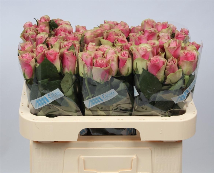 R Gr Belle Rose X10