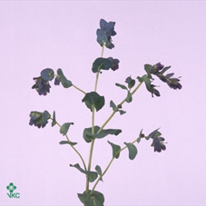 Cerinthe M Pride O G