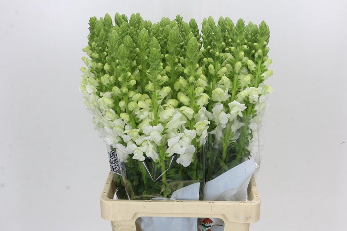 <h4>Antirrhinum Potomac Early White</h4>