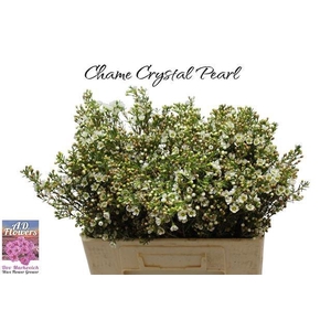 CHAME CRYSTAL PEARL