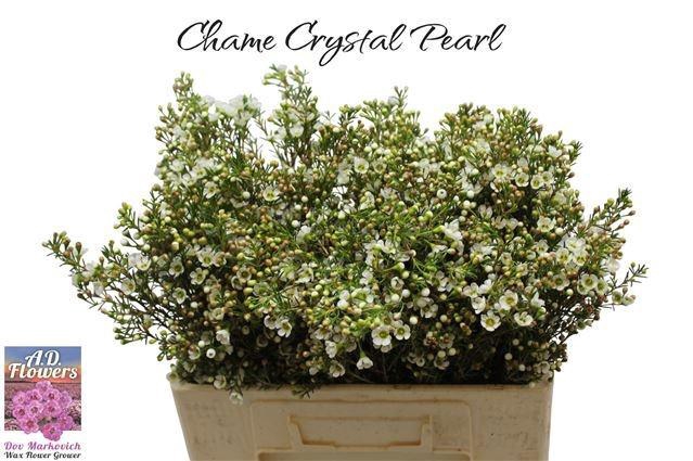 <h4>CHAME CRYSTAL PEARL</h4>