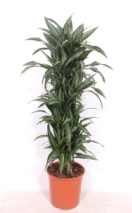 <h4>Dracaena Ulises</h4>