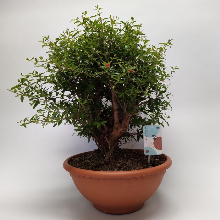 <h4>Punica Bonsai 34 cm</h4>