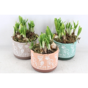 arr4 Narcis FL - Flower time pastel x6